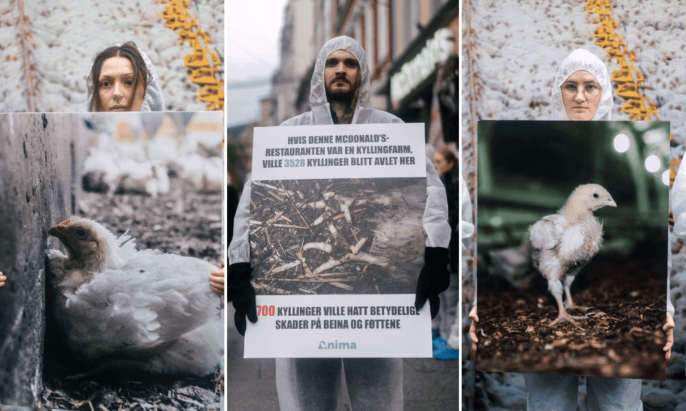 bilder av aktivister med plakater av ulike turbokyllinger i betonghallene